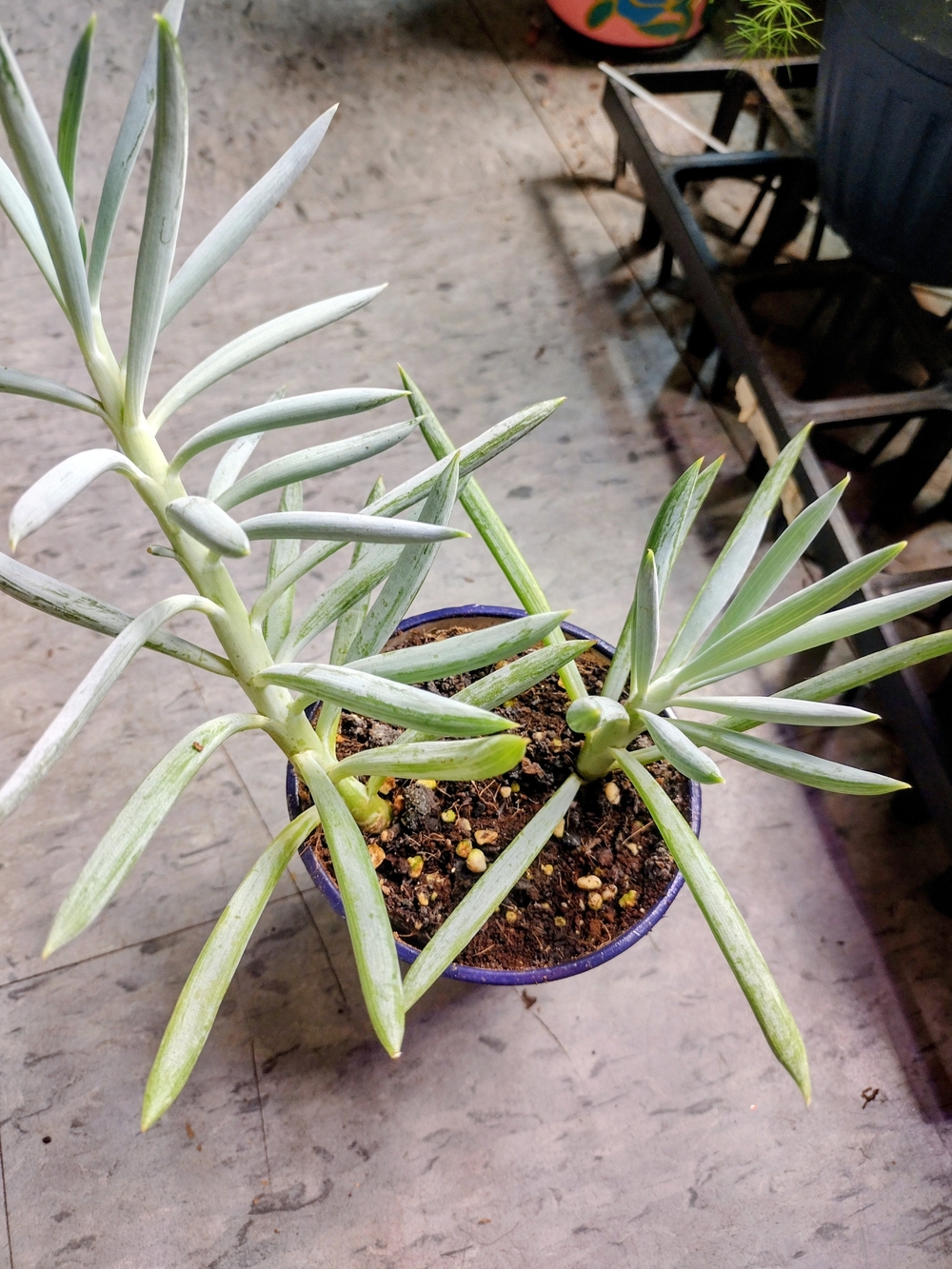 Healthy Fully Rooted Blue Chalksticks Succulent Plant- 4in. Pot
